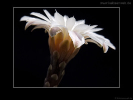 Gymnocalycium ragonesei P 18