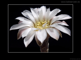 Gymnocalycium ragonesei P 18