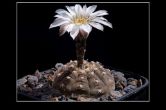 Gymnocalycium ragonesei P 18