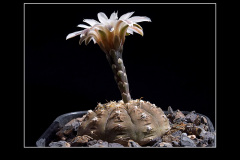 Gymnocalycium ragonesei P 18
