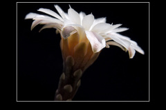 Gymnocalycium ragonesei P 18
