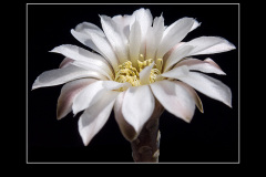 Gymnocalycium ragonesei P 18