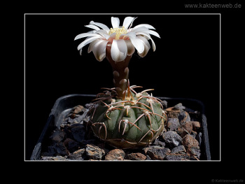 Gymnocalycium vatteri fma. L 516