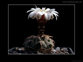 Gymnocalycium vatteri fma. L 516