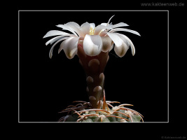 Gymnocalycium vatteri fma. L 516