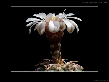 Gymnocalycium vatteri fma. L 516