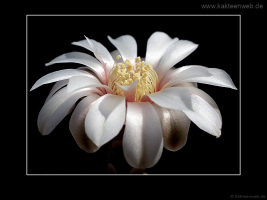 Gymnocalycium vatteri fma. L 516