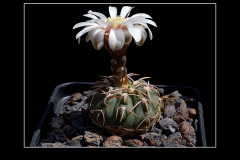 Gymnocalycium vatteri fma. L 516