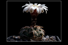 Gymnocalycium vatteri fma. L 516