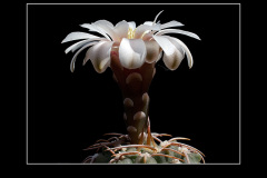 Gymnocalycium vatteri fma. L 516