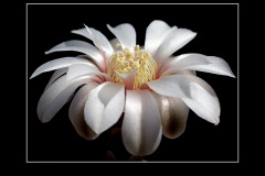 Gymnocalycium vatteri fma. L 516