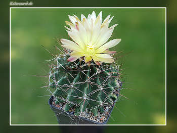 Hamatocactus hamatacanthus