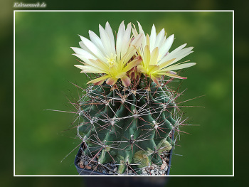 Hamatocactus hamatacanthus