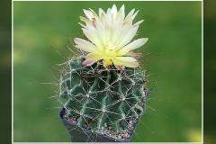 Hamatocactus hamatacanthus