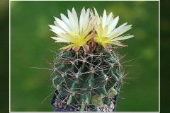 Hamatocactus hamatacanthus
