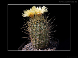 Hamatocactus setispinus var. orcutti