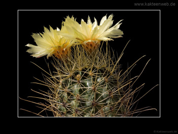 Hamatocactus setispinus var. orcutti