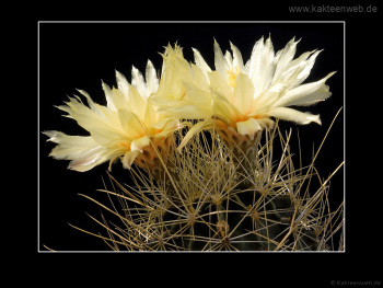 Hamatocactus setispinus var. orcutti