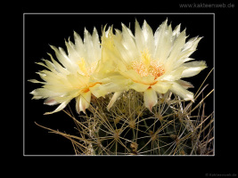 Hamatocactus setispinus var. orcutti
