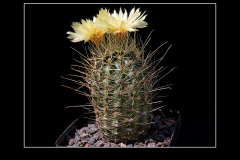 Hamatocactus setispinus var. orcutti