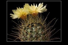 Hamatocactus setispinus var. orcutti