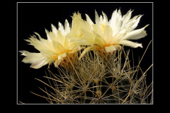 Hamatocactus setispinus var. orcutti