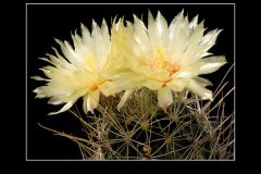 Hamatocactus setispinus var. orcutti