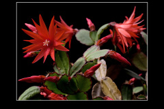 Hatiora gaertneri