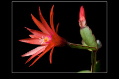 Hatiora gaertneri
