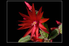 Hatiora gaertneri