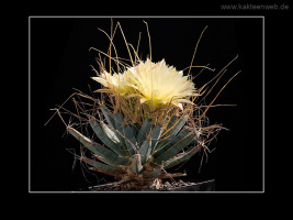 Leuchtenbergia principis