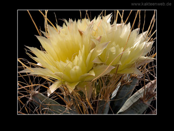Leuchtenbergia principis