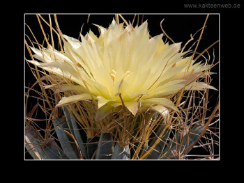 Leuchtenbergia principis