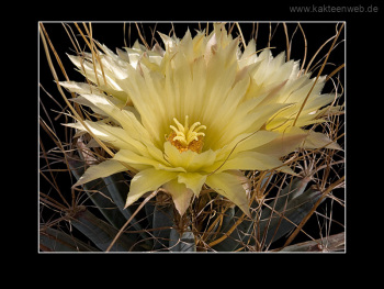 Leuchtenbergia principis