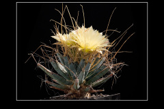 Leuchtenbergia principis