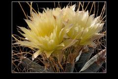 Leuchtenbergia principis