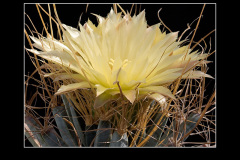 Leuchtenbergia principis