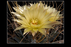 Leuchtenbergia principis