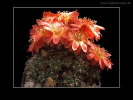 Lobivia acanthoplegma