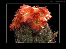 Lobivia acanthoplegma