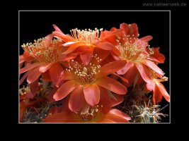 Lobivia acanthoplegma