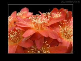 Lobivia acanthoplegma