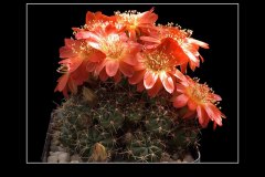 Lobivia acanthoplegma