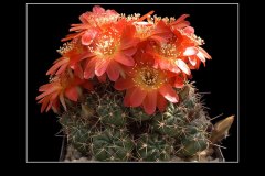 Lobivia acanthoplegma