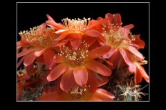 Lobivia acanthoplegma