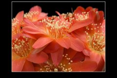 Lobivia acanthoplegma