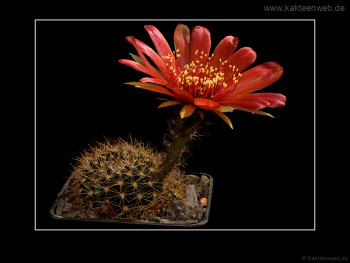 Lobivia arachnacantha var. vallegrandensis WR 184