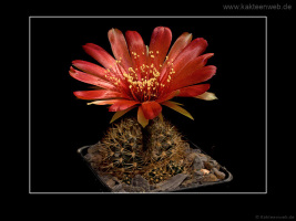 Lobivia arachnacantha var. vallegrandensis WR 184