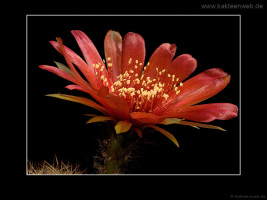 Lobivia arachnacantha var. vallegrandensis WR 184