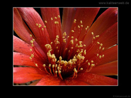 Lobivia arachnacantha var. vallegrandensis WR 184